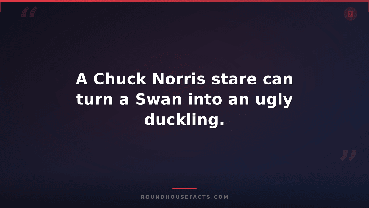 Chuck Norris Fact — A Chuck Norris stare can turn a Swan into an ugly duckling.