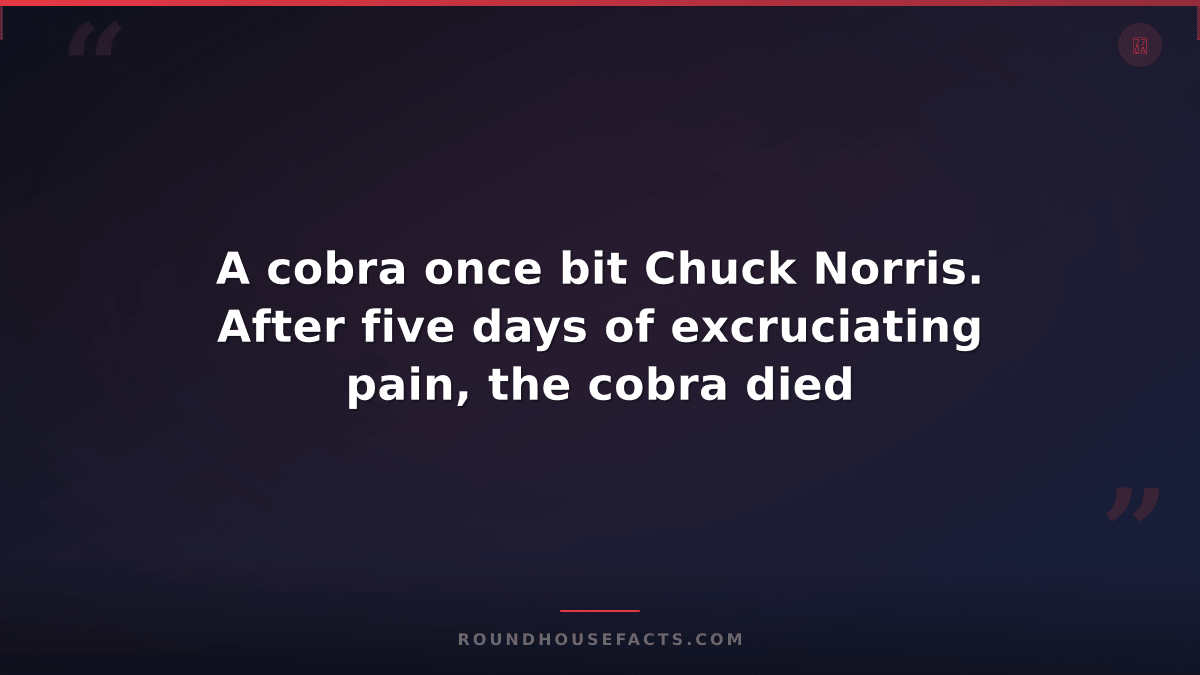 Chuck Norris Fact — A cobra once bit Chuck Norris. After five days of excruciati