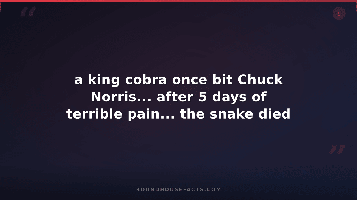Chuck Norris Fact — a king cobra once bit Chuck Norris... after 5 days of terrib