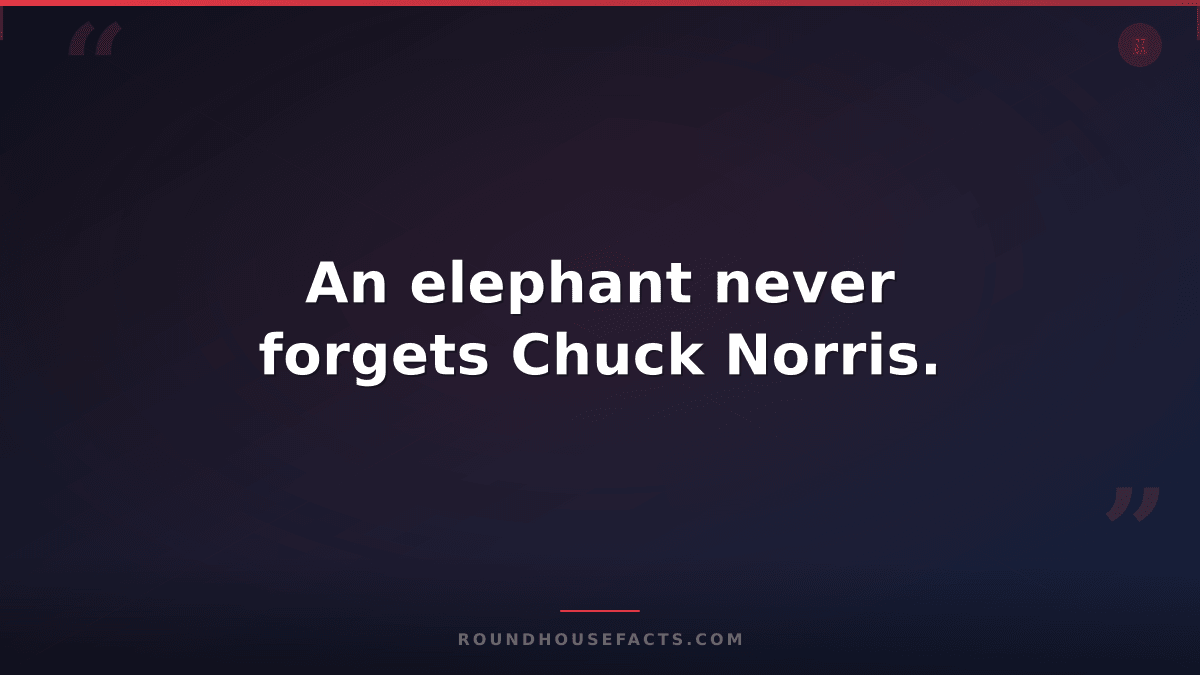 Chuck Norris Fact — An elephant never forgets Chuck Norris.