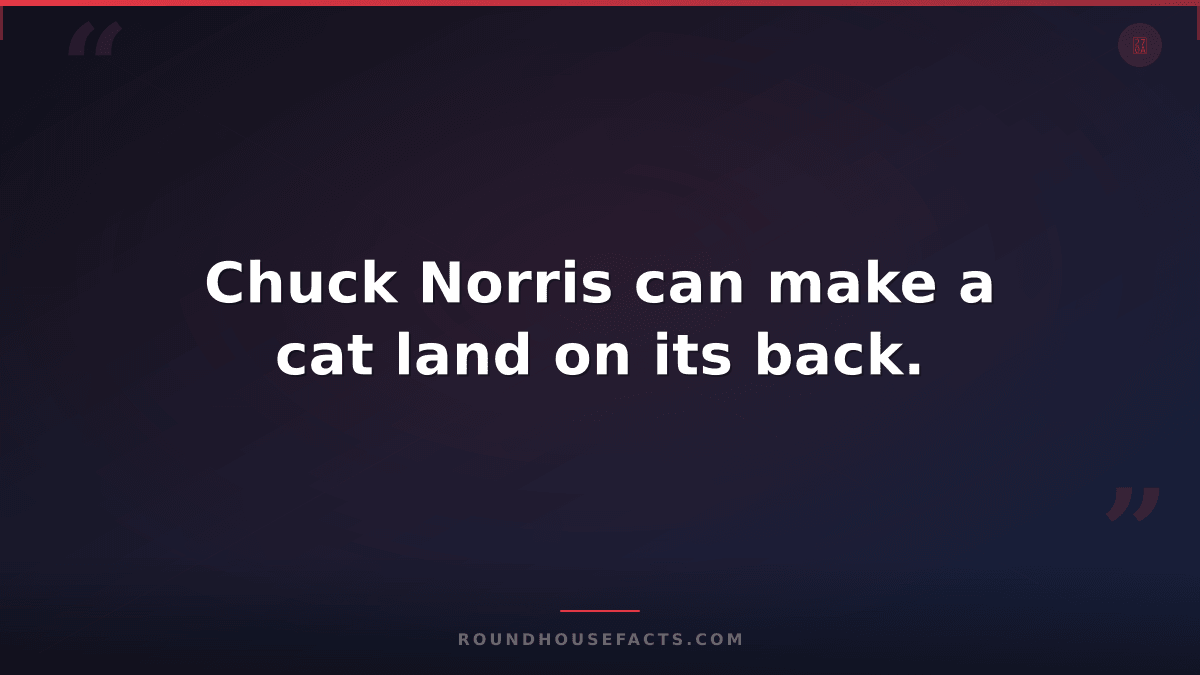 Chuck Norris Fact — Chuck Norris can make a cat land on its back.