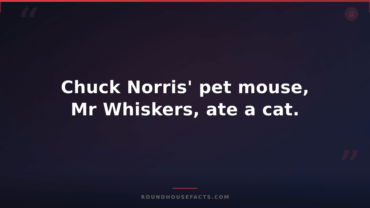 Chuck Norris Fact — Chuck Norris' pet mouse, Mr Whiskers, ate a cat.