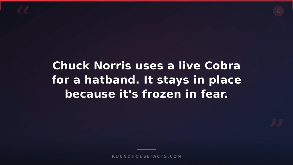Chuck Norris Fact — Chuck Norris uses a live Cobra for a hatband. It stays in pl