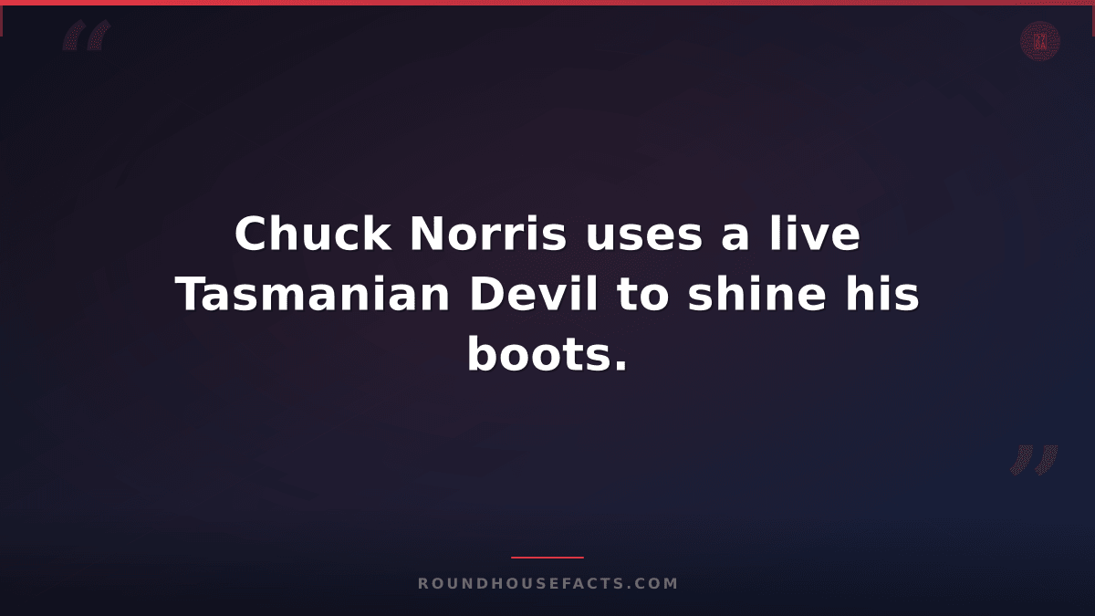 Chuck Norris Fact — Chuck Norris uses a live Tasmanian Devil to shine his boots.