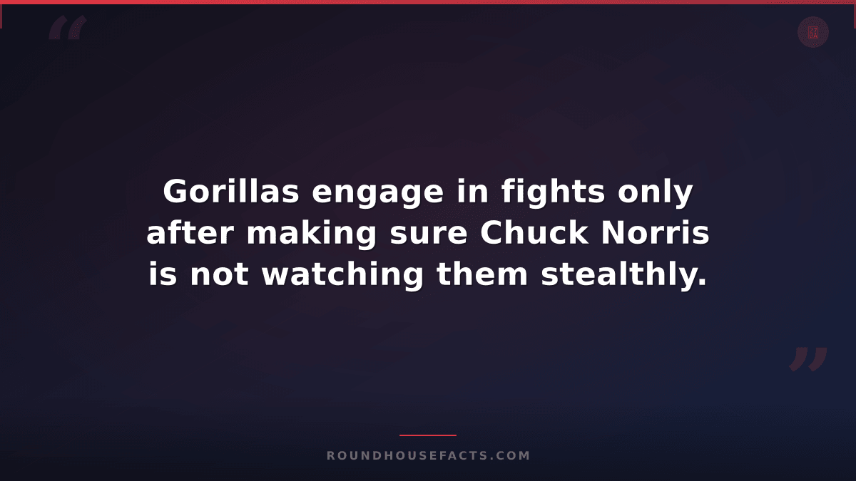 Chuck Norris Fact — Gorillas engage in fights only after making sure Chuck Norri