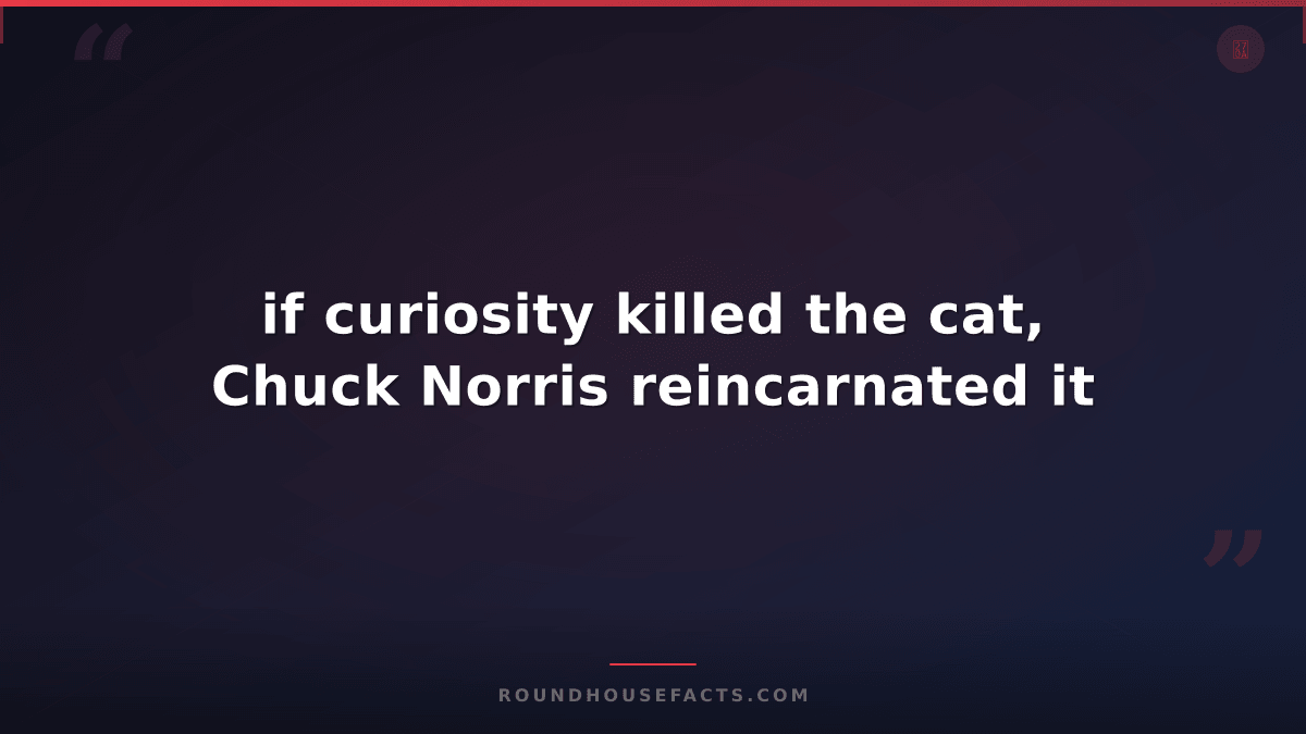 Chuck Norris Fact — if curiosity killed the cat, Chuck Norris reincarnated it