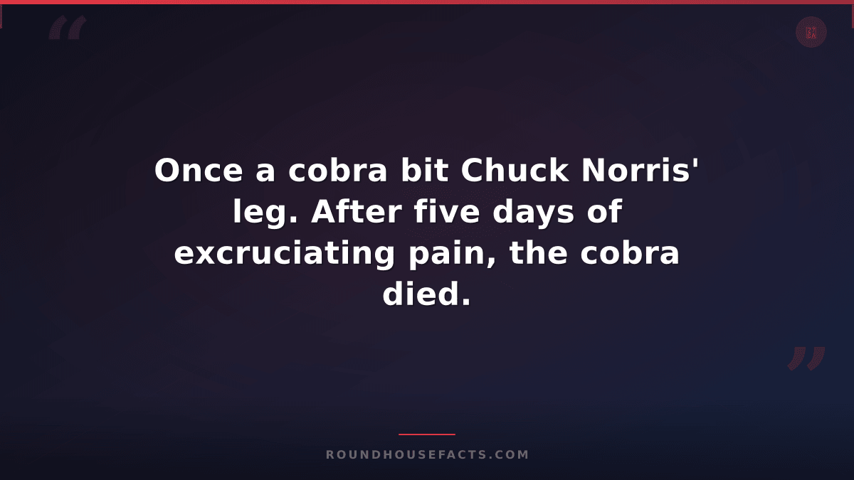 Chuck Norris Fact — Once a cobra bit Chuck Norris' leg. After five days of excru