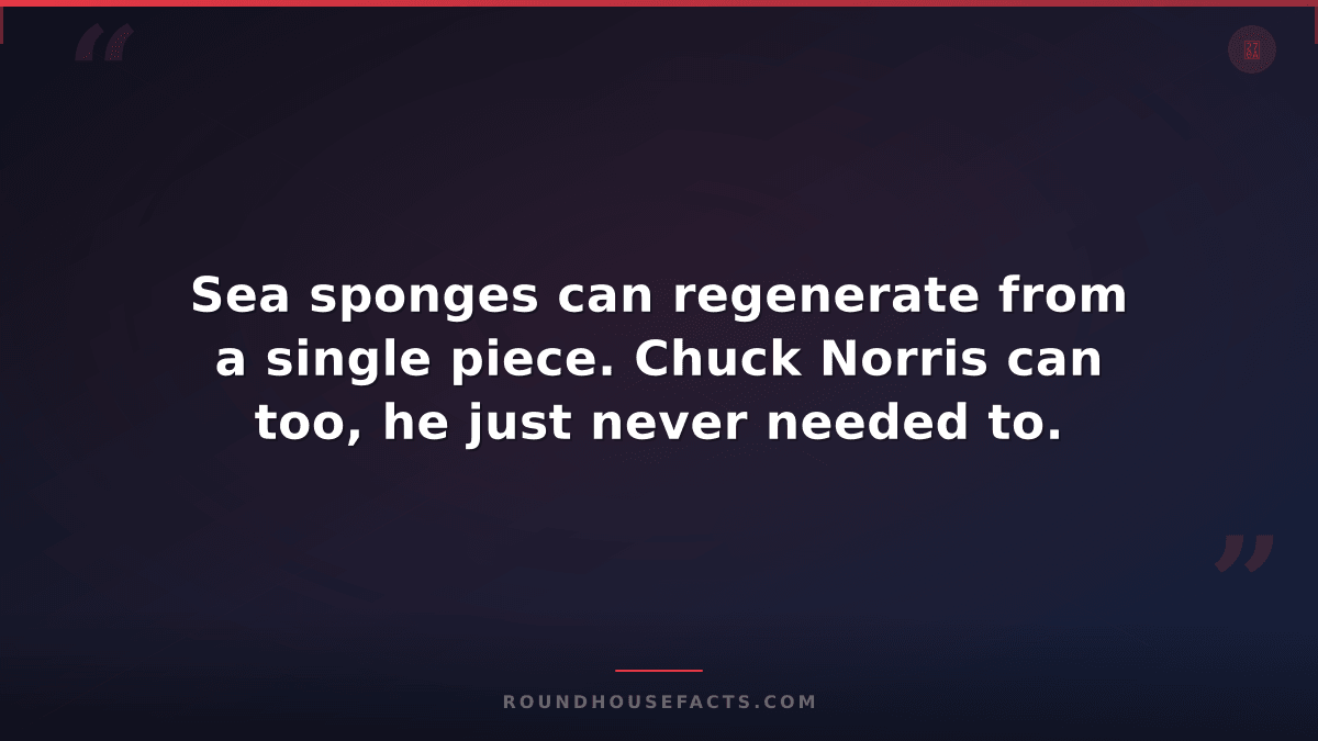 Chuck Norris Fact — Sea sponges can regenerate from a single piece. Chuck Norris