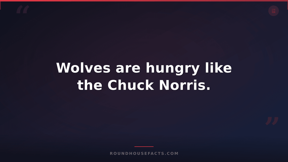 Chuck Norris Fact — Wolves are hungry like the Chuck Norris.